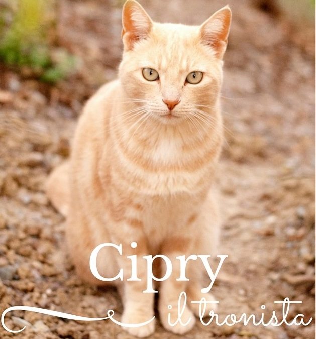 Cipry