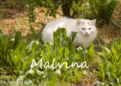 Malvina1