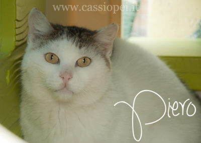 Piero (Fiv + Felv+)