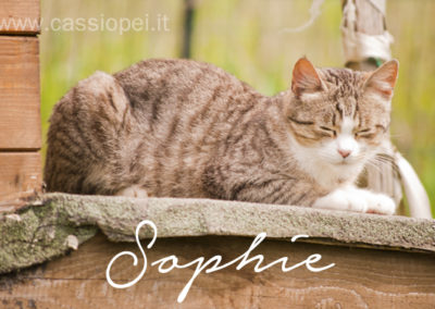 Sophie (Felv+)