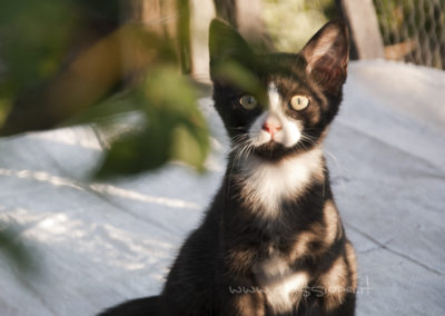 Guglielmo (cuccioli)