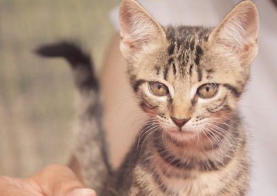 gli Afroditini (cuccioli)