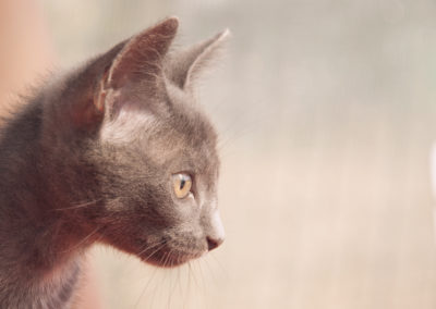 gli Afroditini (cuccioli)