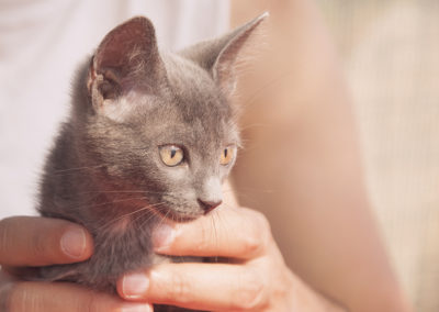 gli Afroditini (cuccioli)